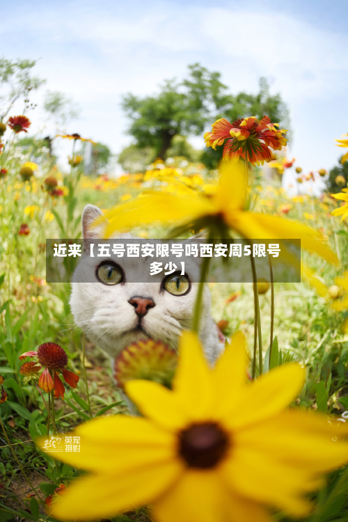 近来【五号西安限号吗西安周5限号多少】