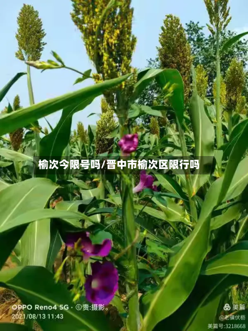 榆次今限号吗/晋中市榆次区限行吗