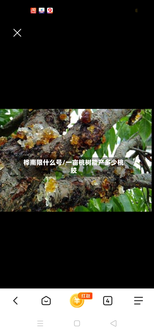 桦南限什么号/一亩桃树能产多少桃胶-第2张图片